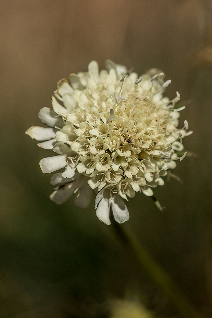 Изображение особи Scabiosa bipinnata.