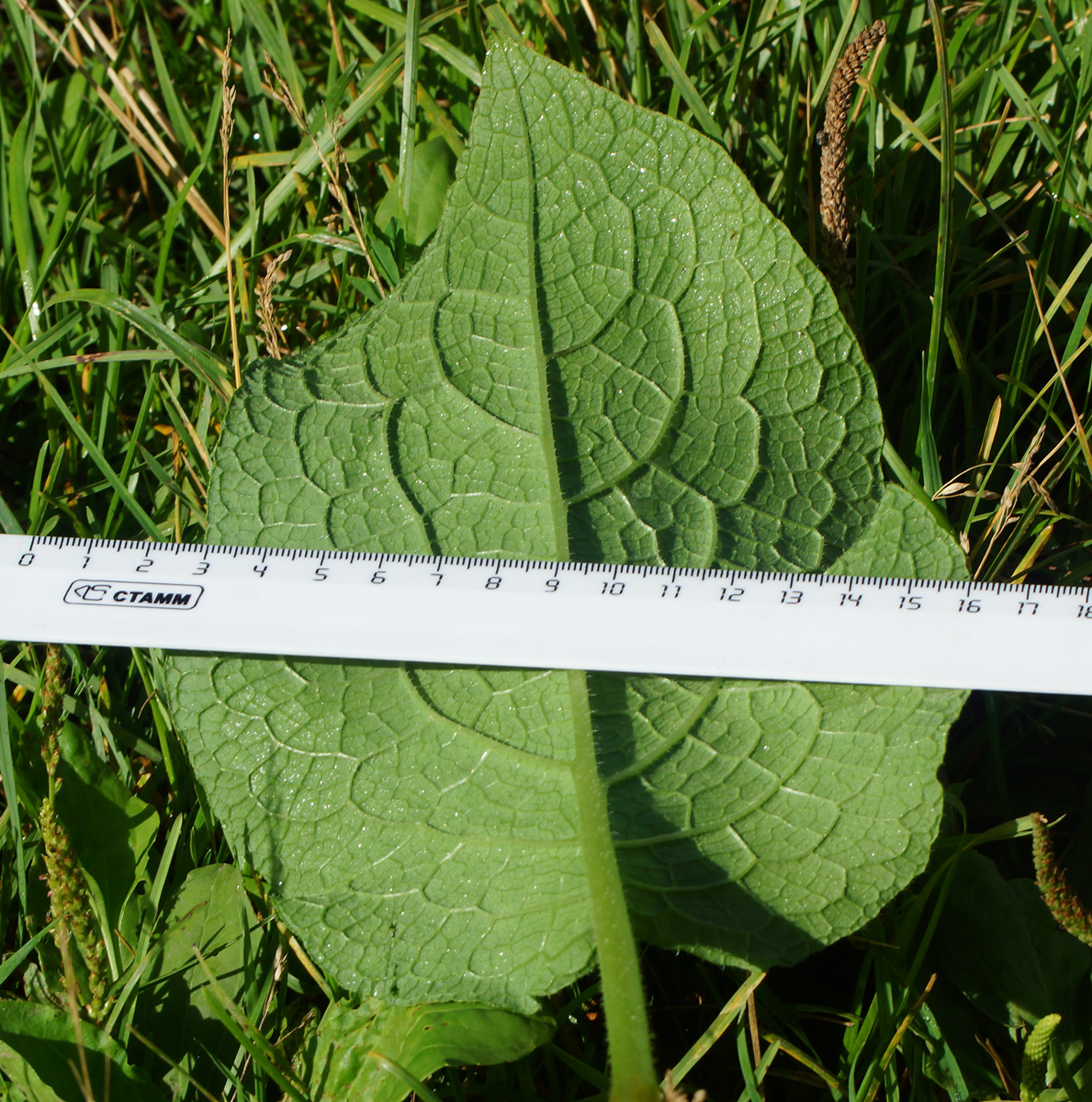 Изображение особи Symphytum asperum.