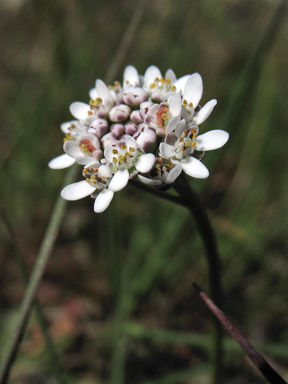 Image of Teesdalia nudicaulis specimen.