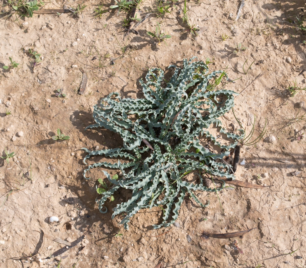 Image of Drimia palaestina specimen.