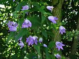 Campanula trachelium