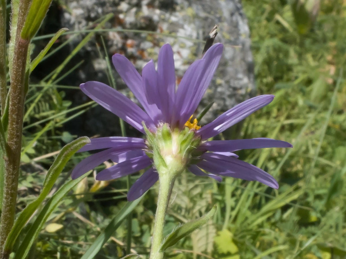 Image of Aster alpinus specimen.