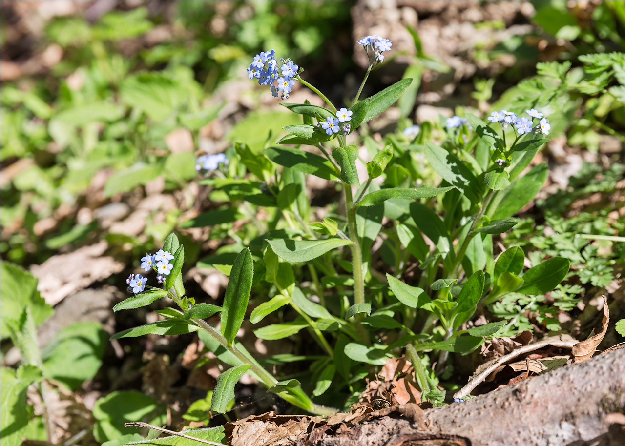 Image of Myosotis alpestris specimen.