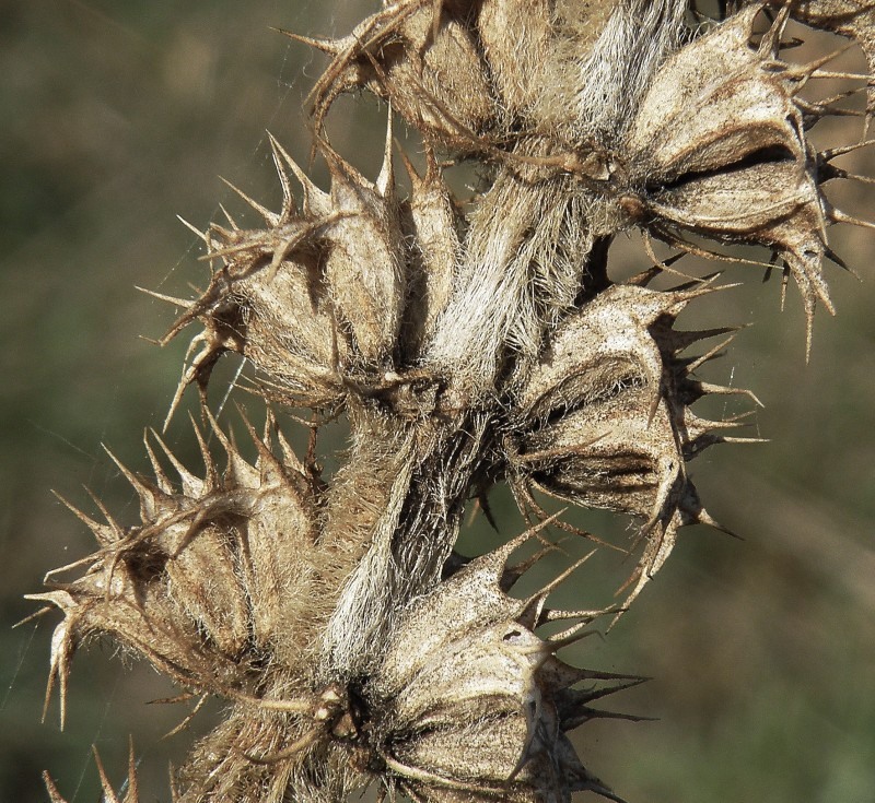 Изображение особи Leonurus quinquelobatus.