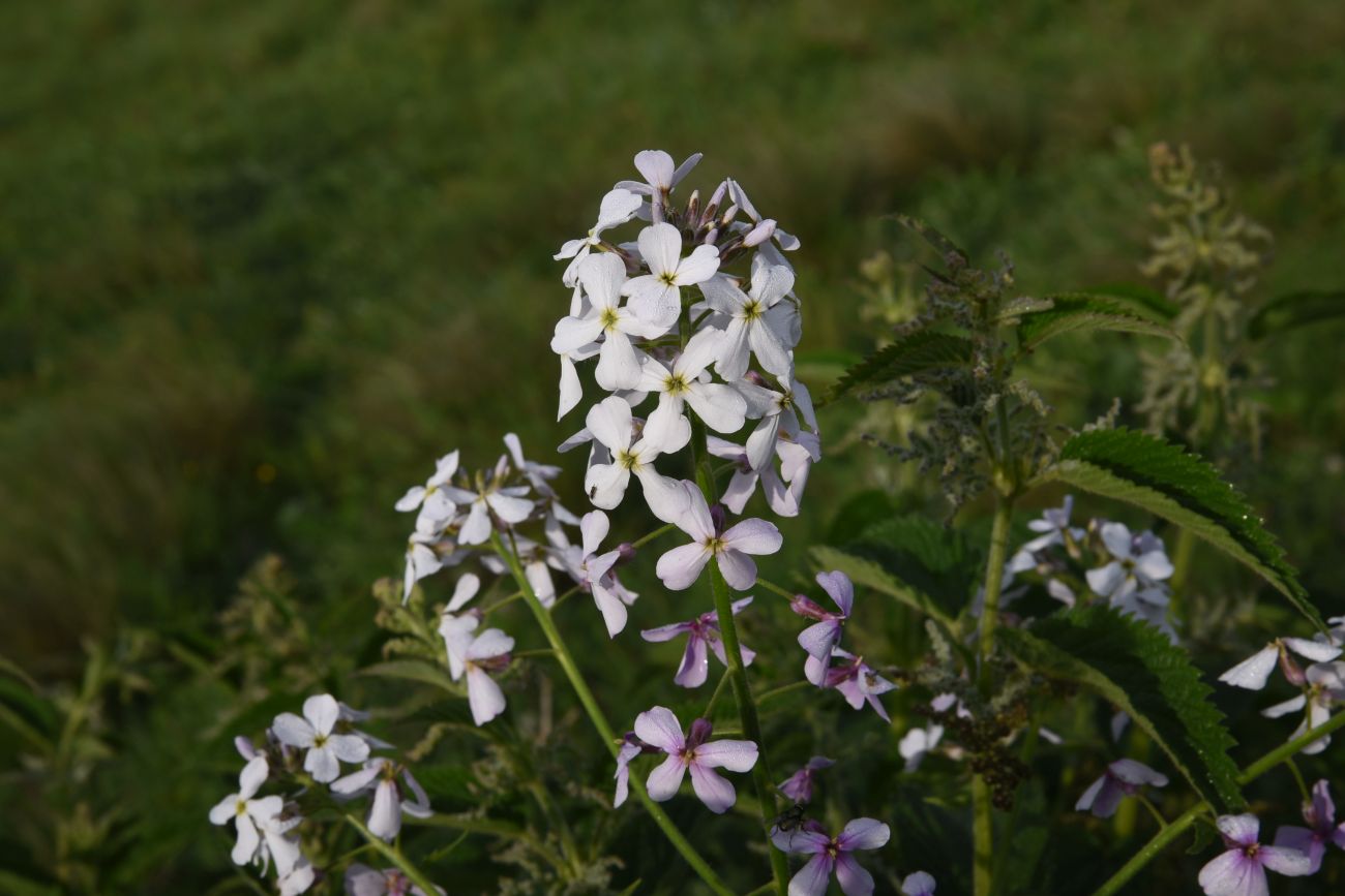 Image of Hesperis matronalis specimen.