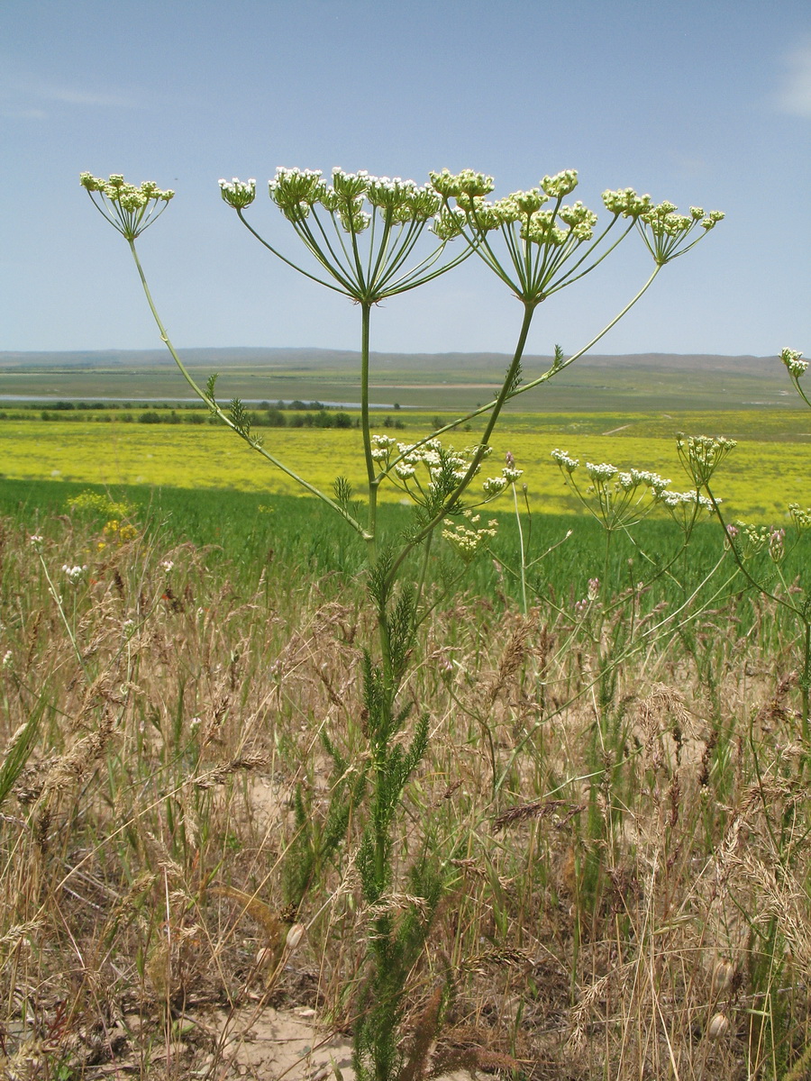 Изображение особи Elaeosticta allioides.