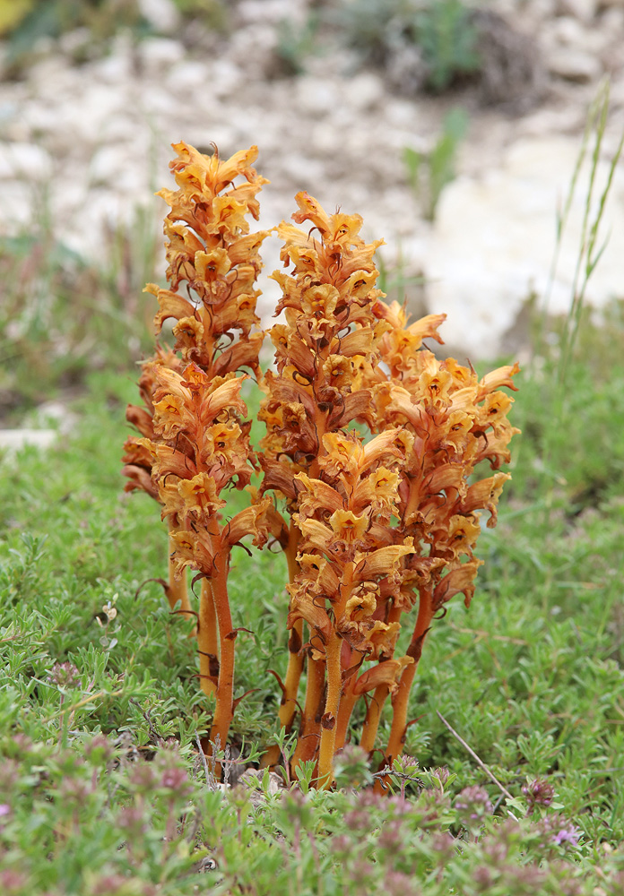 Image of Orobanche alba ssp. xanthostigma specimen.