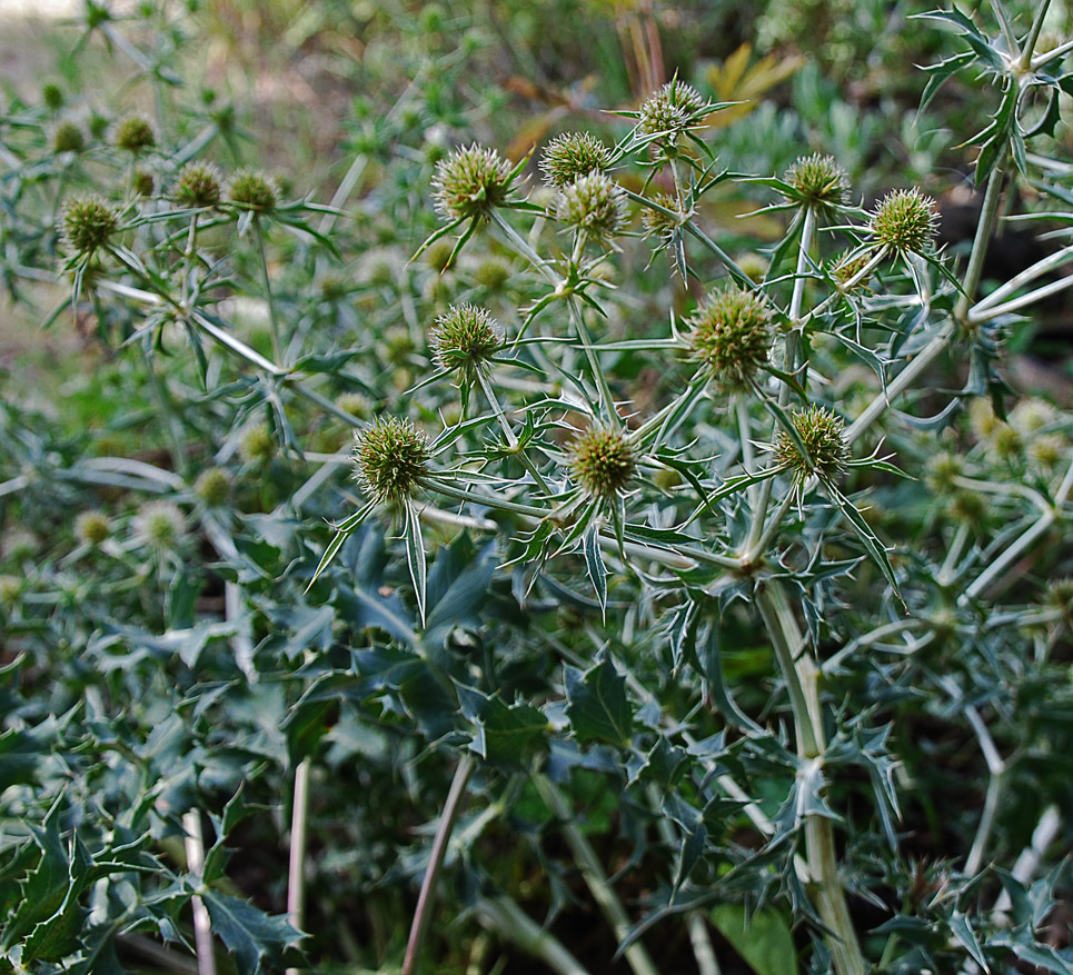 Изображение особи Eryngium campestre.