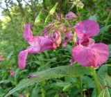 Impatiens glandulifera