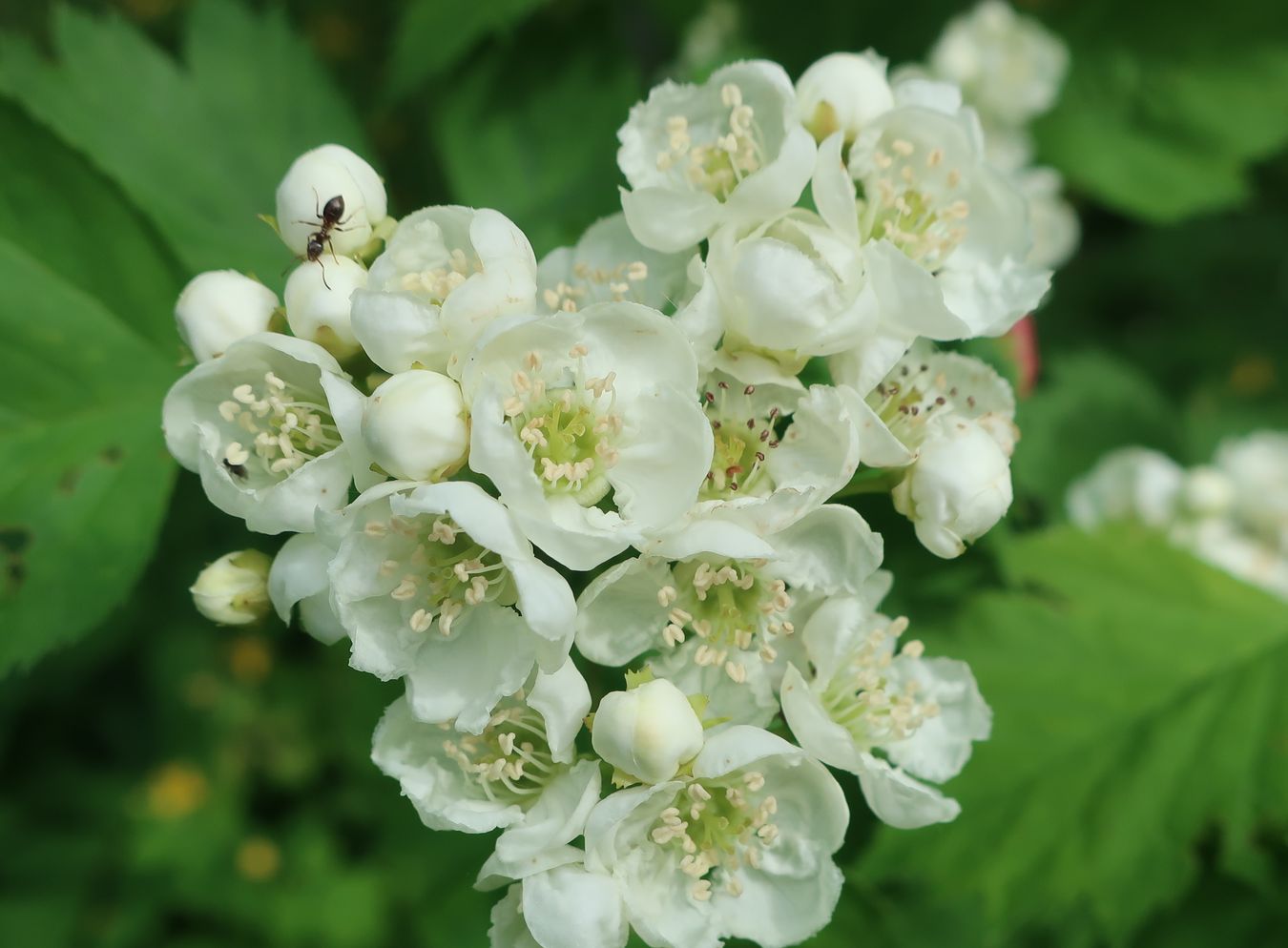 Изображение особи род Crataegus.