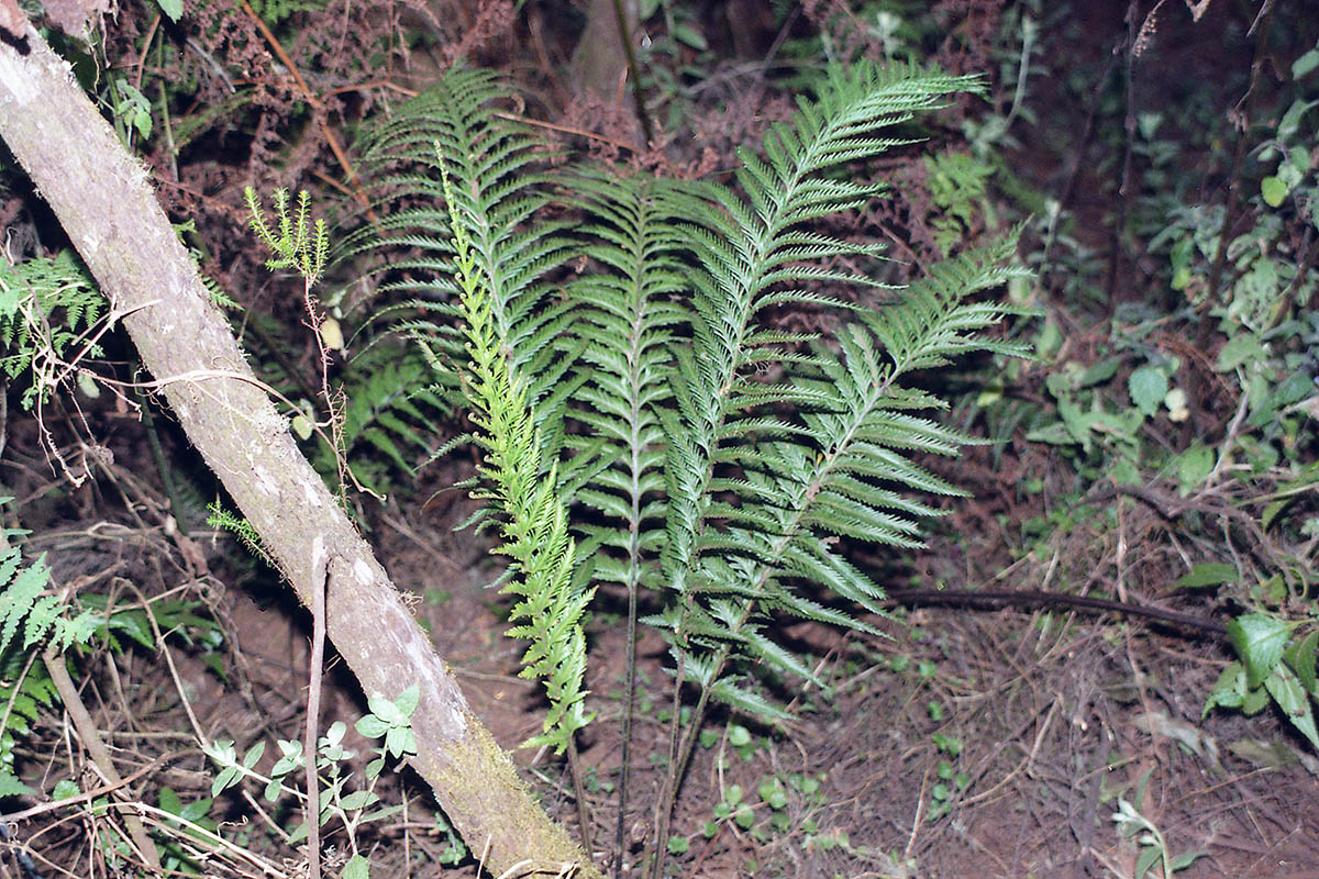 Image of class Polypodiopsida specimen.