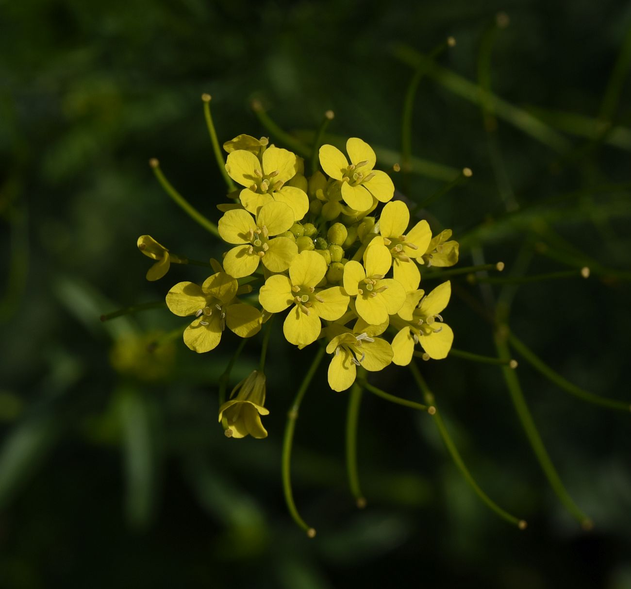 Image of Sisymbrium loeselii specimen.