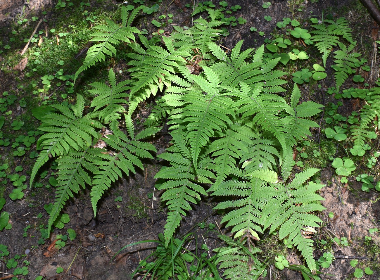 Изображение особи Phegopteris connectilis.