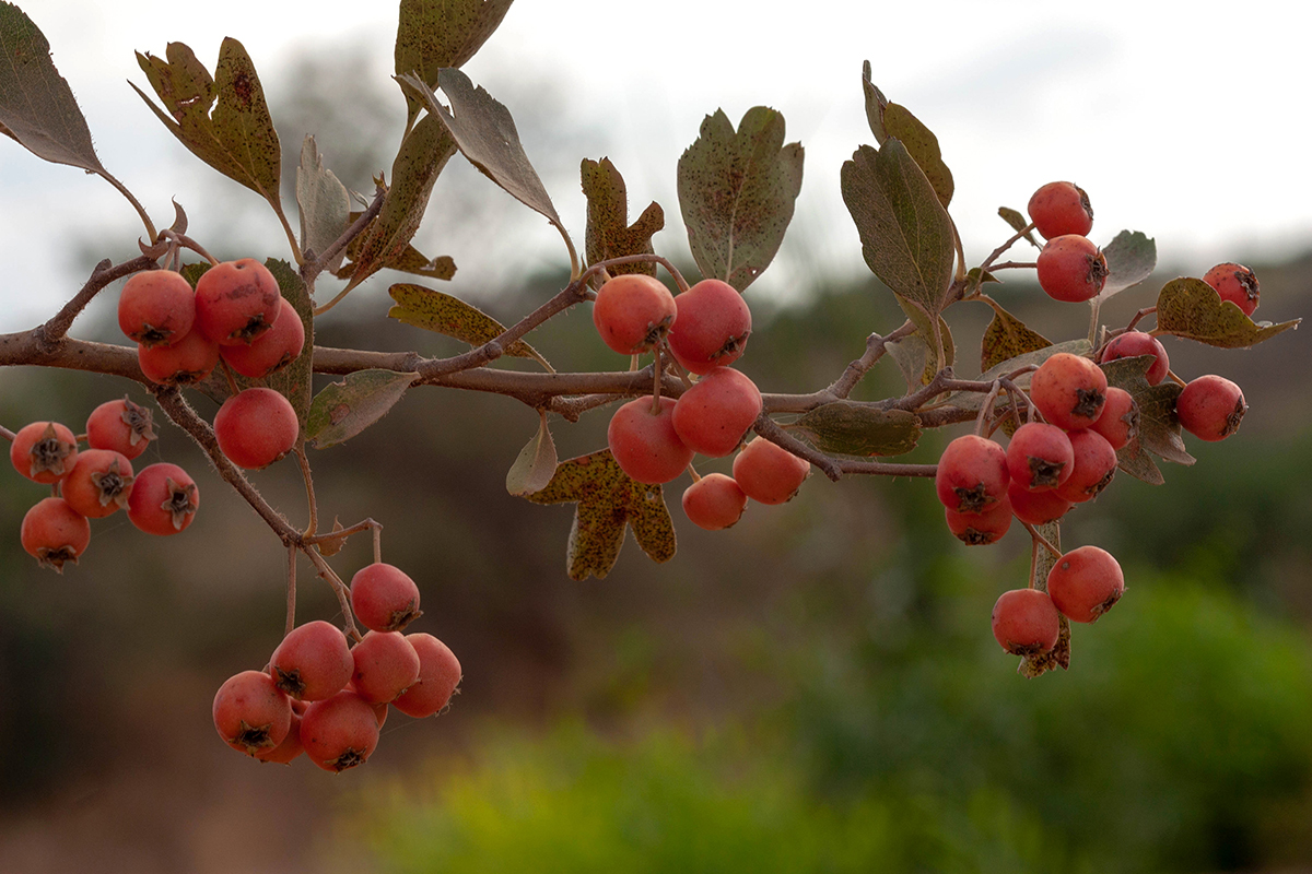 Image of Crataegus aronia specimen.