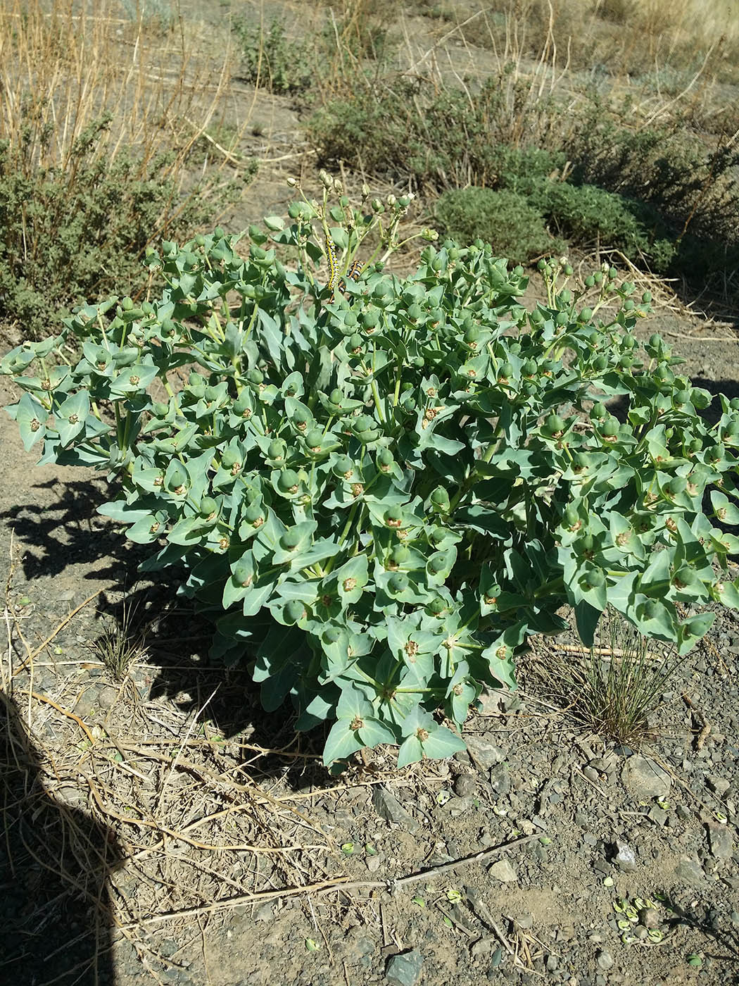 Изображение особи Euphorbia mongolica.