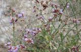 Limonium suffruticosum