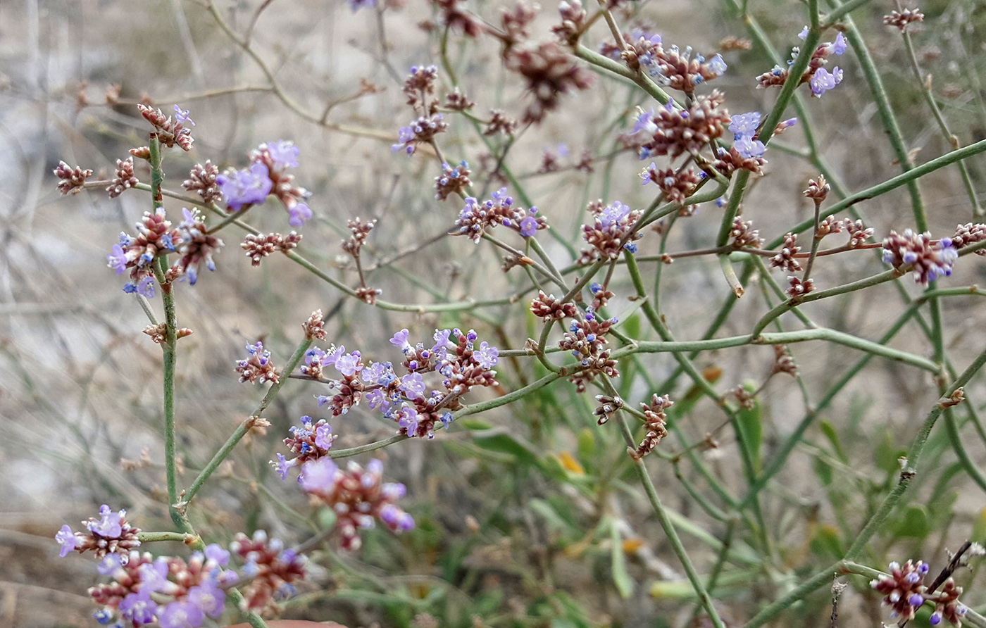 Image of Limonium suffruticosum specimen.