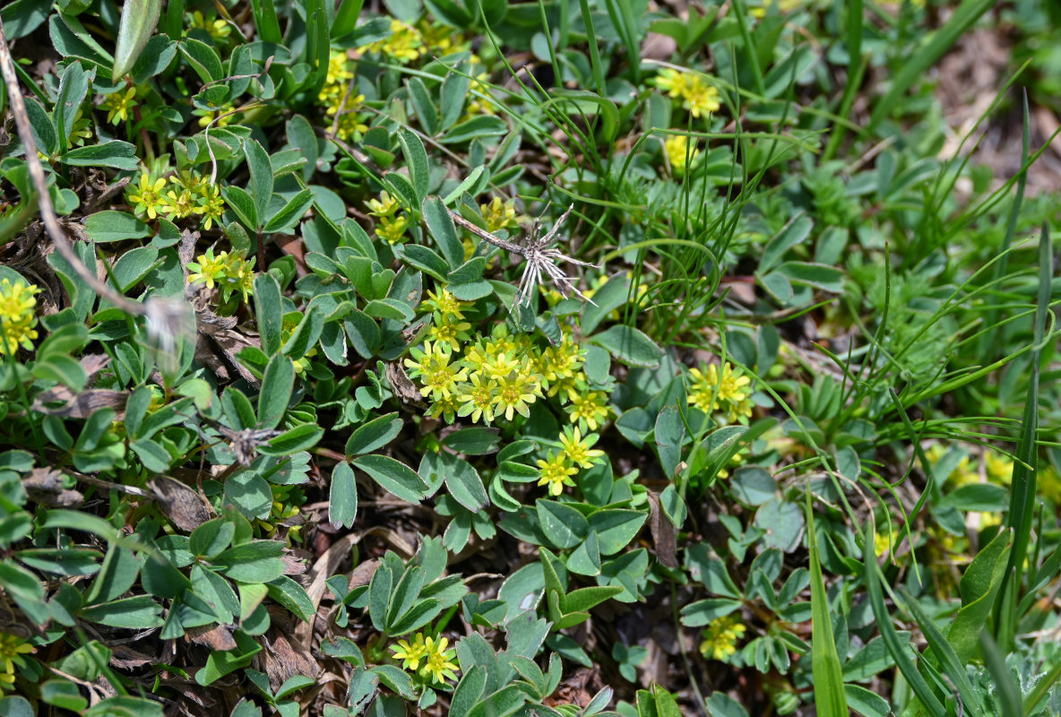 Image of Sibbaldia parviflora specimen.