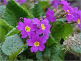 Primula vulgaris