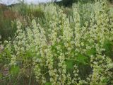 Echinocystis lobata. Побеги цветущих растений. Ульяновская обл., Новомалыклинский р-н, окр. пос. Елховый Куст, пойма р. Бол. Авраль, песчаные наносы. 31.07.2022.