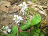 Veronica officinalis. Верхушка побега с соцветиями. Свердловская обл., Режевской ГО, пос. Озерный. 02.07.2010.