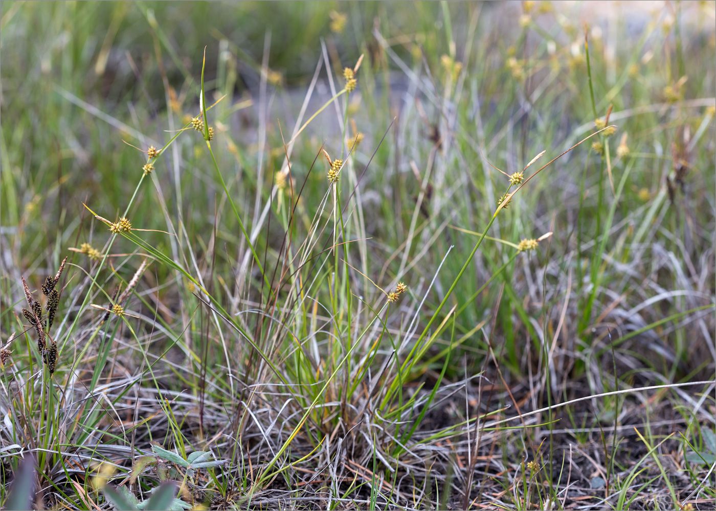 Image of Carex flava specimen.