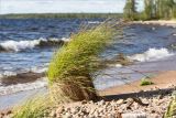 genus Carex. Плодоносящее растение. Карелия, восточный берег оз. Топозеро, губа Нильмагуба, песчаный пляж. 24.07.2021.