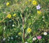 Erysimum cheiranthoides. Нижняя часть цветущего и плодоносящего растения. Магаданская обл., г. Магадан, ост. Аммональная, разнотравная поляна в ивняке. 16.07.2018.