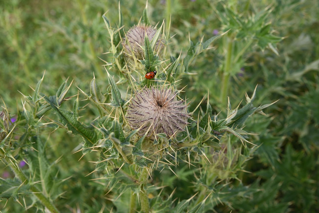 Изображение особи Cirsium pugnax.