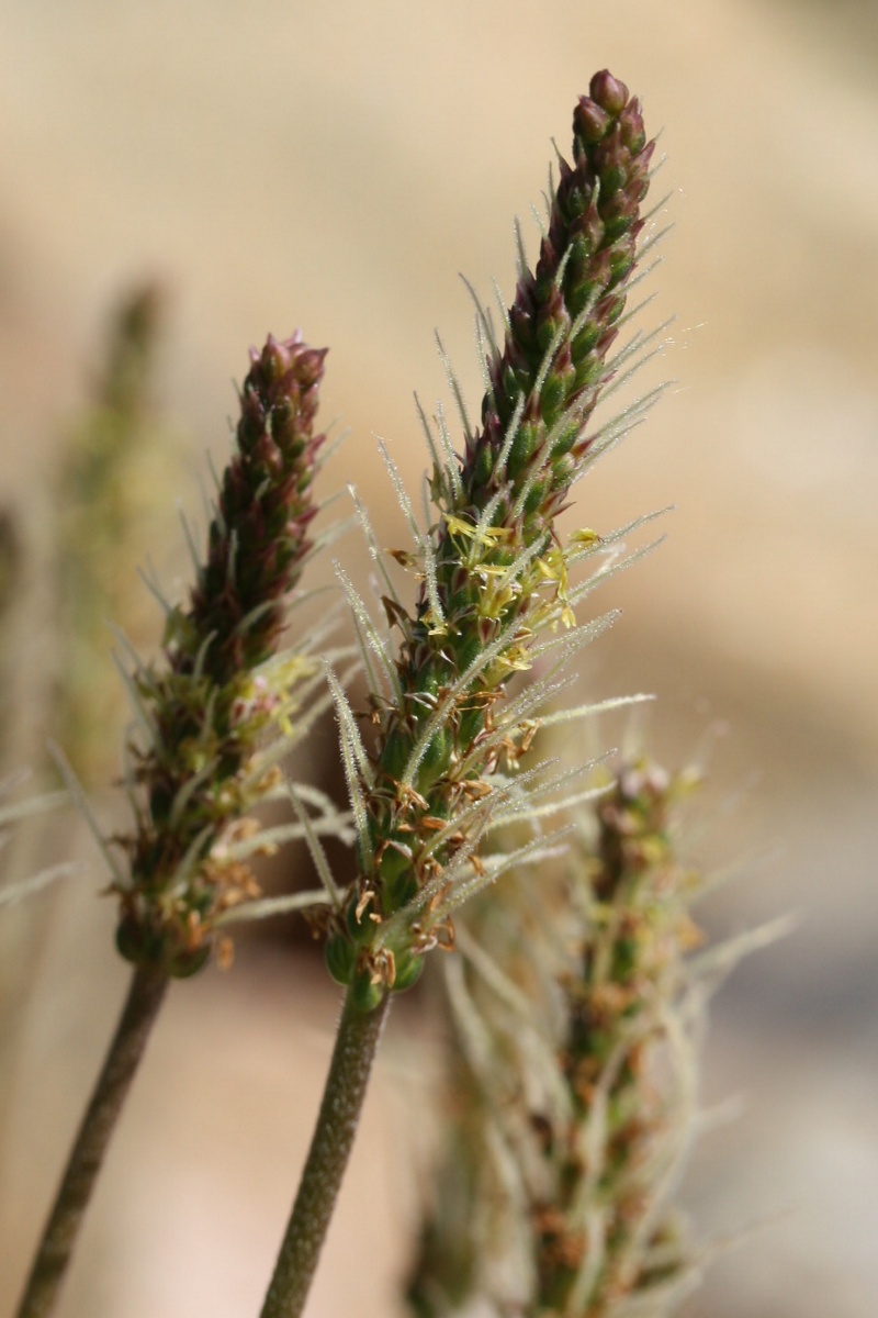 Image of Plantago maritima specimen.