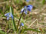 Scilla siberica