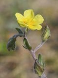 Helianthemum salicifolium. Цветок. Испания, автономное сообщество Каталония, провинция Жирона, комарка Баш Эмпорда, муниципалитет Тороэлья-де-Монгри, окр. устья р. Тер, маршевый луг Платера (Platera), переходная зона от маршевого луга к пашне. 28.03.2023.