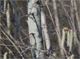 Populus tremula. Средняя часть ствола дерева. Москва, Ферганский проезд, сохранившийся у домов лес. 12.04.2023.