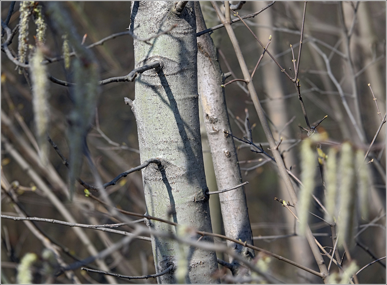 Image of Populus tremula specimen.