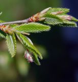 Carpinus orientalis