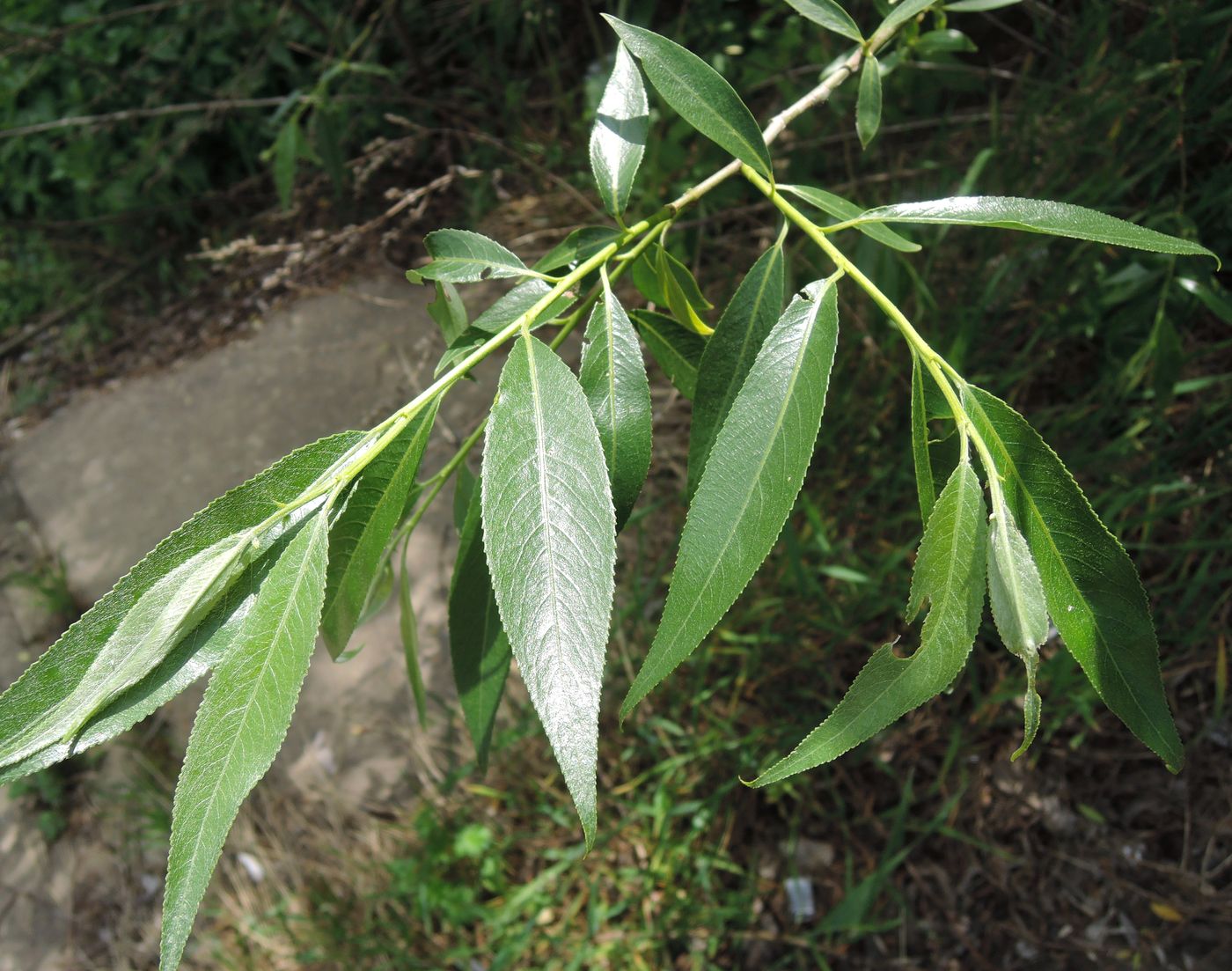 Image of Salix euxina specimen.