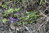 genus Polygala