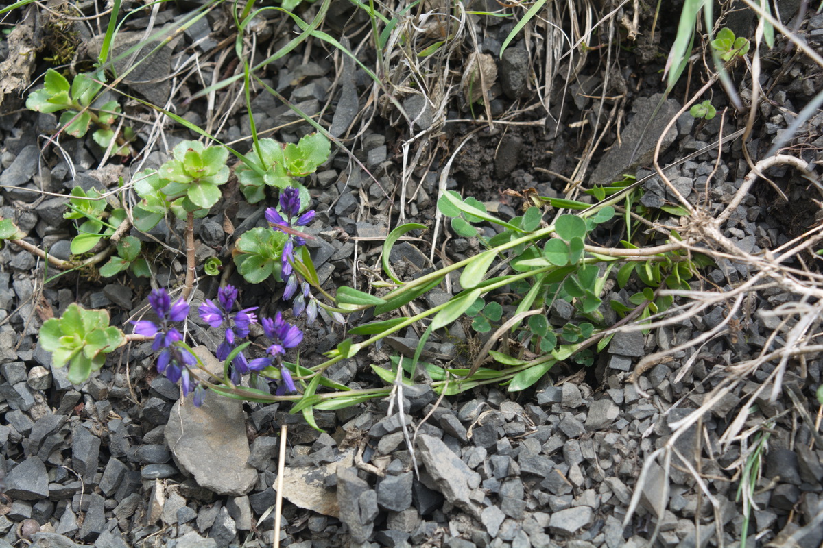 Изображение особи род Polygala.