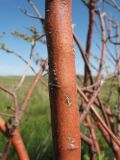 Spiraea hypericifolia. Кора зрелой ветви. Казахстан, хр. Сырдарьинский Каратау, плато по левому борту верховьев ущ. Беркара, ≈ 1500 м н.у.м., степь. 23 апреля 2023 г.