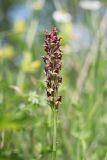 Anacamptis coriophora. Верхушка побега с соцветием. Крым, Байдарская долина, луг. 06.06.2023.