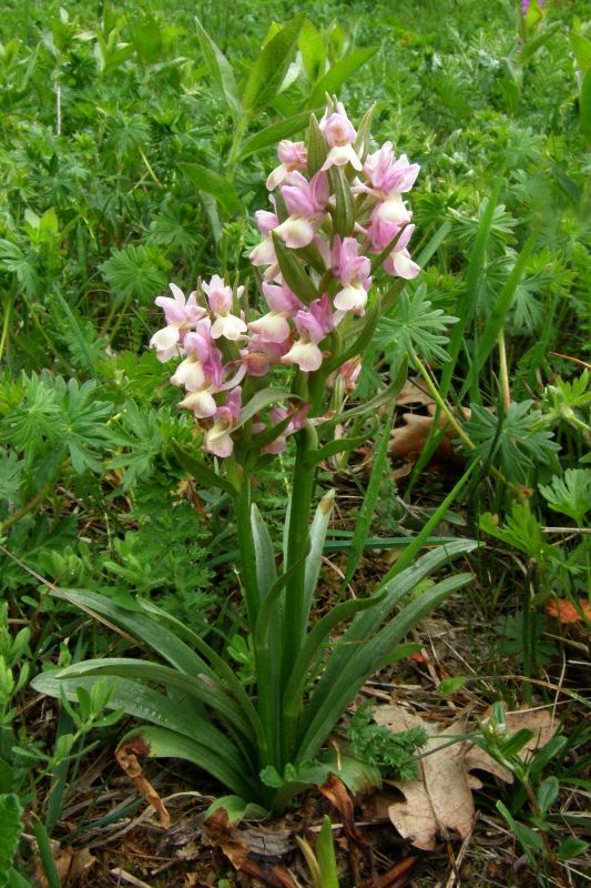 Image of Dactylorhiza romana specimen.