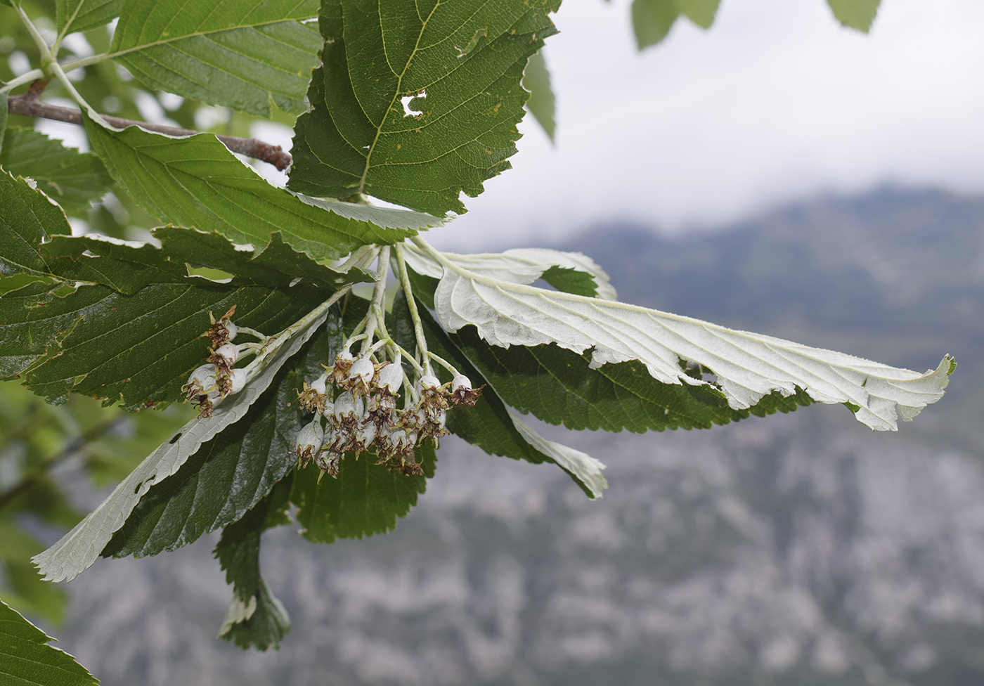 Изображение особи Sorbus aria.