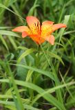 Lilium pensylvanicum