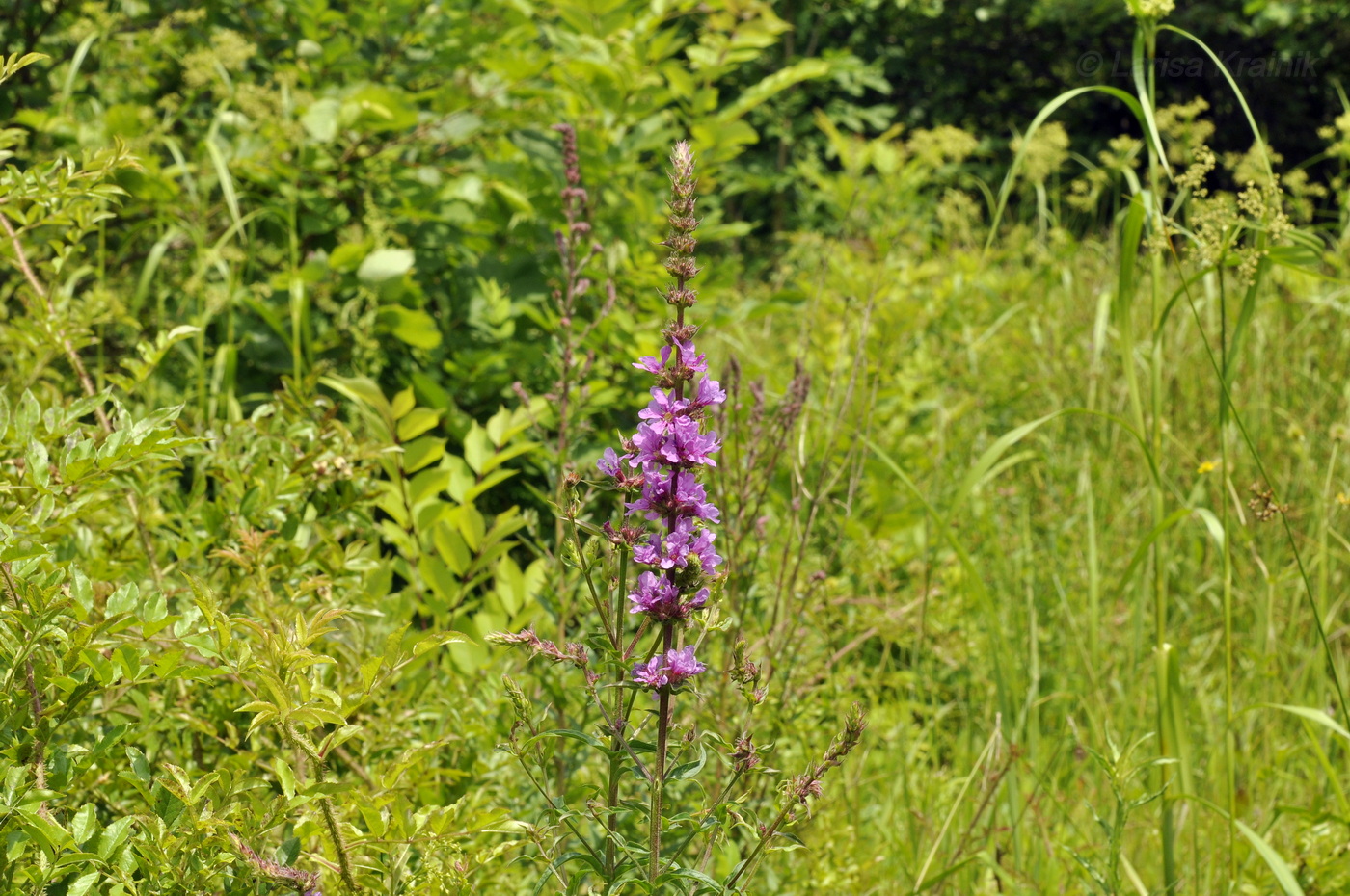 Изображение особи Lythrum salicaria.