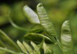 Vicia amurensis