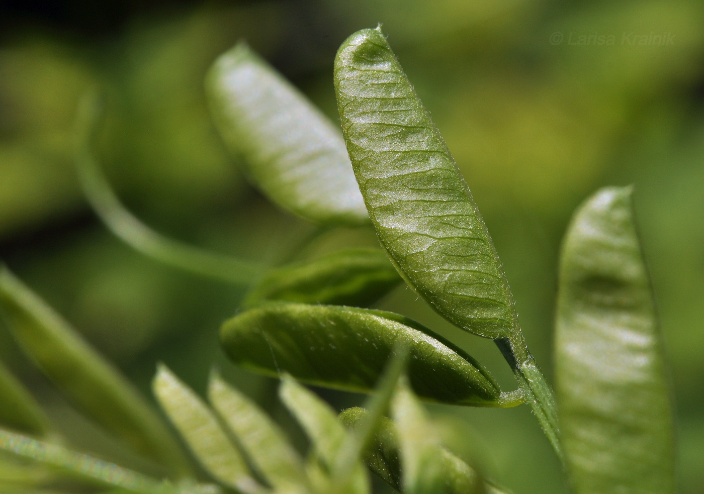 Image of Vicia amurensis specimen.