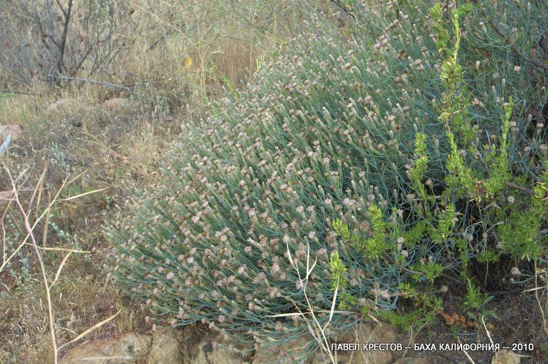 Изображение особи Porophyllum gracile.