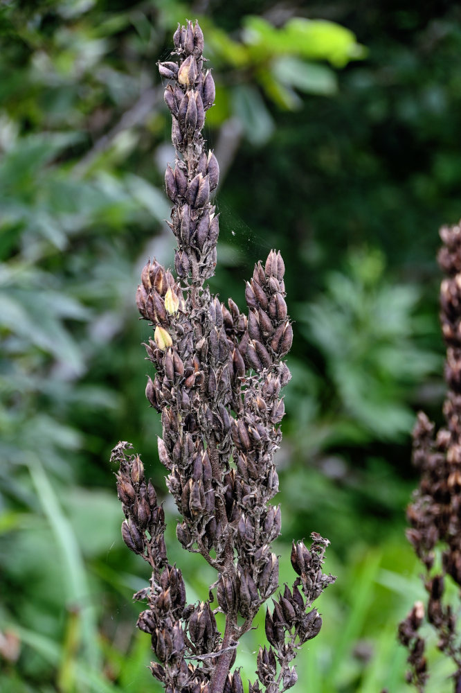 Image of genus Veratrum specimen.