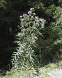 Cirsium