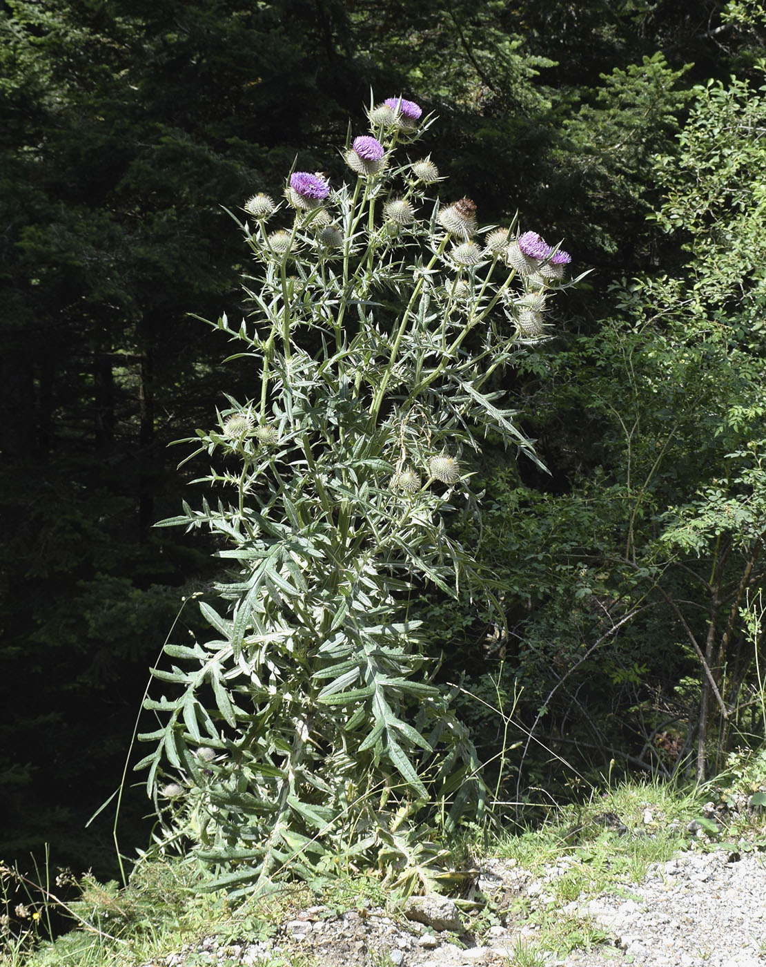 Изображение особи род Cirsium.